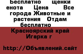 Бесплатно !!! щенки енота!! › Цена ­ 1 - Все города Животные и растения » Отдам бесплатно   . Красноярский край,Игарка г.